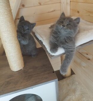 Britisch Kurzhaar Katzen