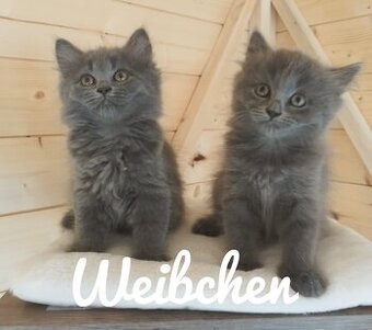 Britisch Kurzhaar Katzen