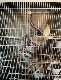 Nymphensittiche inkl. Zubehör suchen Neues Zuhause