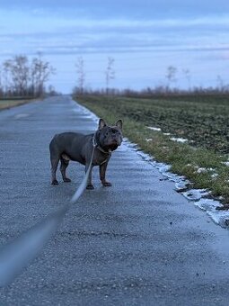 SPIKE SUCHT LIEBEVOLLES ZUHAUSE