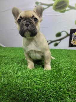 Französische Bulldoggen