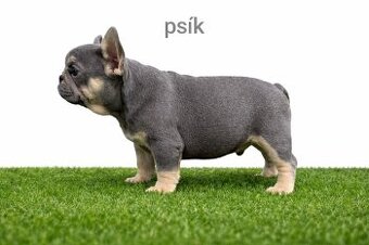 Französischen Bulldog