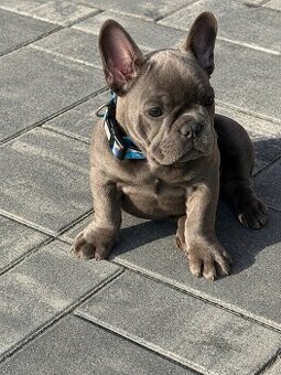 Französischen Buldogge Hündin mit Stammbaum