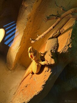 Bartagame Weiblich