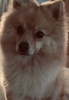 Pomeranian