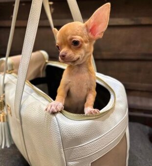 Registrierte Chihuahua-Welpen suchen ein neues Zuhause.