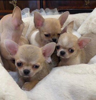 Wunderschöne Chihuahua-Welpen suchen ein neues Zuhause.