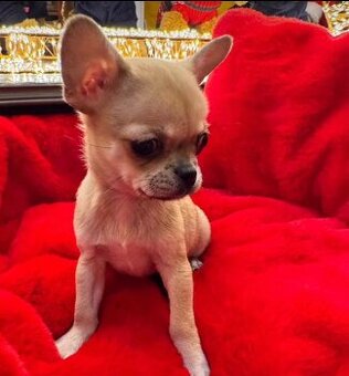 Chihuahua-Welpen suchen ein neues Zuhause.