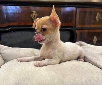 Männliche Chihuahua-Welpen suchen ein neues Zuhause.