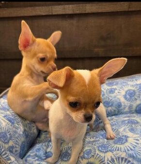 Weibliche Chihuahua-Welpen suchen ein neues Zuhause.