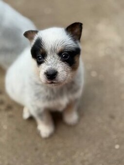 Australian cattle dog