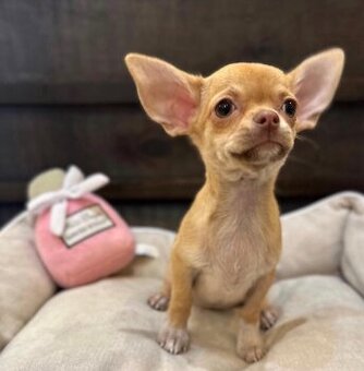 Winzige Chihuahua-Welpen suchen ein neues Zuhause.