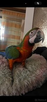 Handzahmer Harlekin ARA (weiblich) ca 3 Jahre