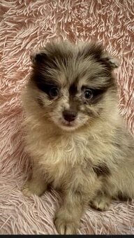 Pomeranian Welpe Deutscher Spitz.