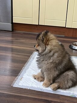 Pomeranian - 1