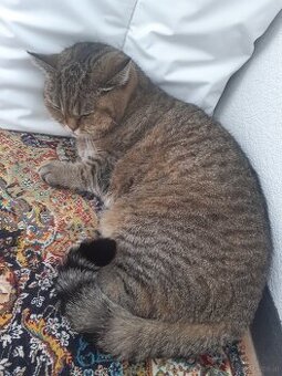BKH Katze Weiblich