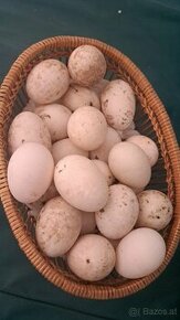 Laufenten Eier