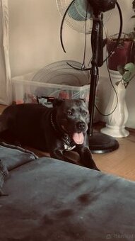 Anubis / 3 Jahre