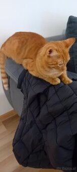 2 Katzen zu vergeben.