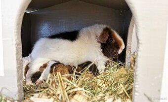 Meerschweinchen