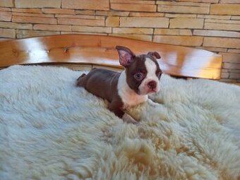 Boston ,Terrier