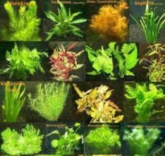 Aquarium pflanzen