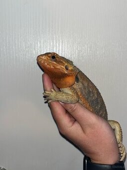 Bartagame Mädl