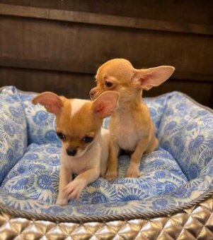 Zwei Mini-Chihuahua-Welpen suchen ein neues Zuhause.