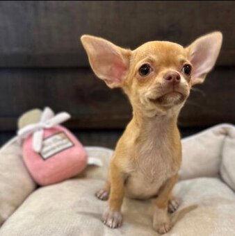 Winzige Chihuahua-Welpen suchen ein neues Zuhause.