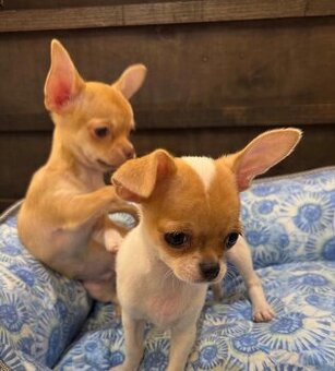 Weibliche Chihuahua-Welpen suchen ein neues Zuhause.