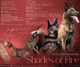 Holländischer Schäferhund