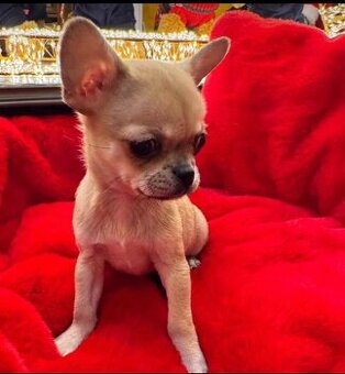 Chihuahua-Welpen suchen ein neues Zuhause.