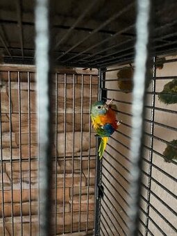 Verkaufe meine Vögel
