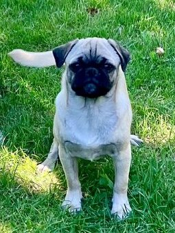 Mops Welpen
