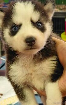 Siberian Husky Welpen