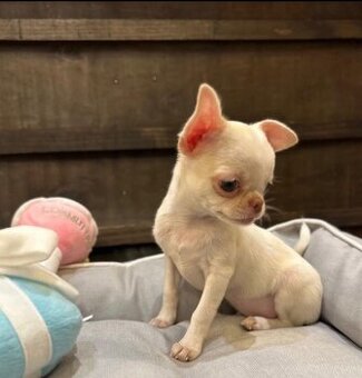 Wunderschöne Chihuahua-Welpen suchen ein neues Zuhause.