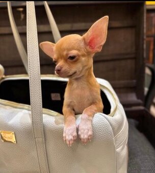 Zwei bezaubernde Chihuahua-Welpen suchen ein neues Zuhause.