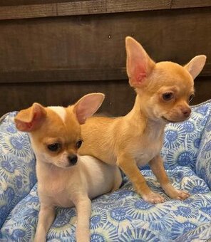 Zwei wunderschöne Chihuahua-Welpen suchen ein neues Zuhause.