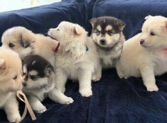 Wunderschöne Pomsky-Welpen abzugeben