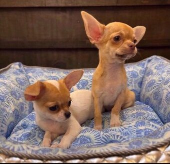 Registrierte Chihuahua-Welpen suchen ein neues Zuhause.