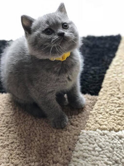 Zauberhafte BKH-Kitten suchen ein liebevolles Zuhause.