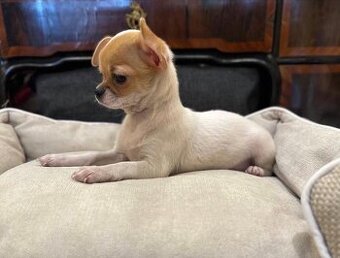 Chihuahua-Welpen zu adoptieren.