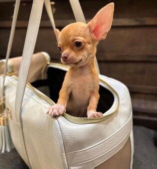 Apfelköpfige Chihuahua-Welpen suchen ein neues Zuhause