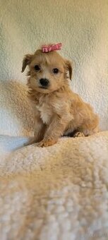 Maltipoo-Welpen