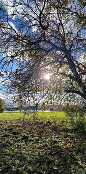 Katze kitten gesucht