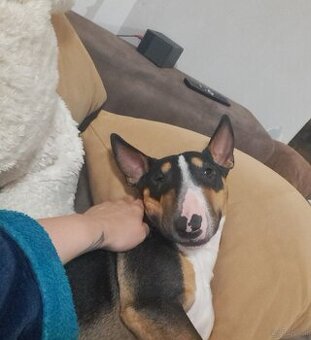 Wunderschöner Miniatur Bullterrier Rüde sucht sein Traumplat
