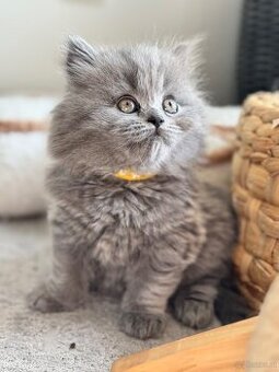 BKH und BLH Kitten