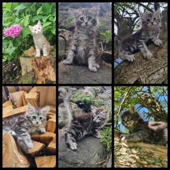 Maine Coon Kitten suchen Herzensplätze