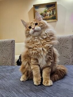 Maine Coon