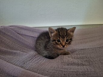 Katzenbaby